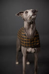 Dog wearing a plaid coat against a dark background