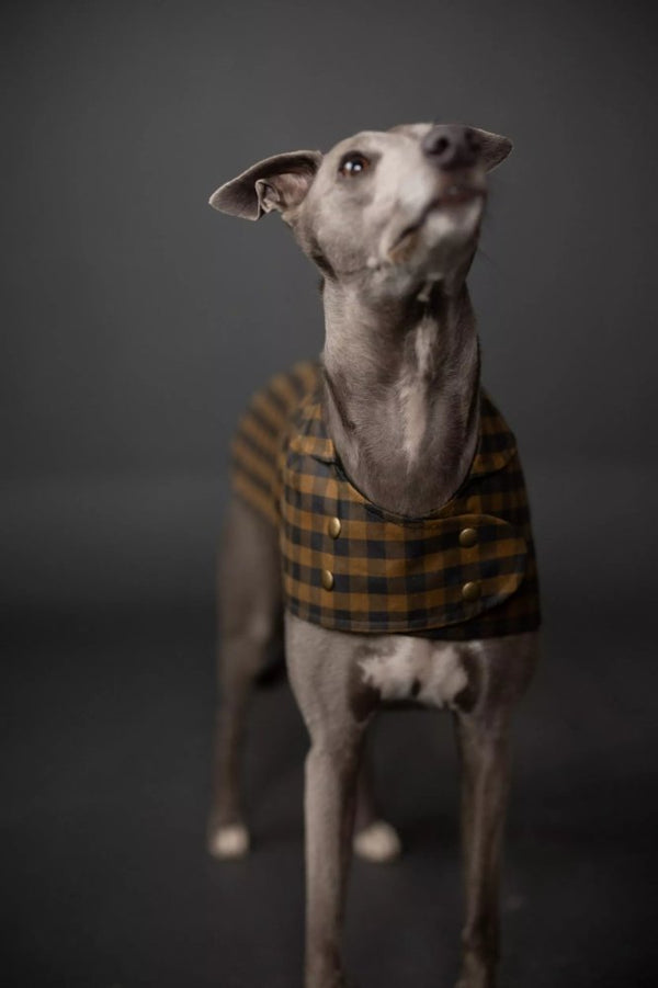 Dog wearing a plaid coat against a dark background