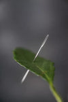 Merchant & Mills Chenille Needles with large eyes for chenille fabric and embroidery